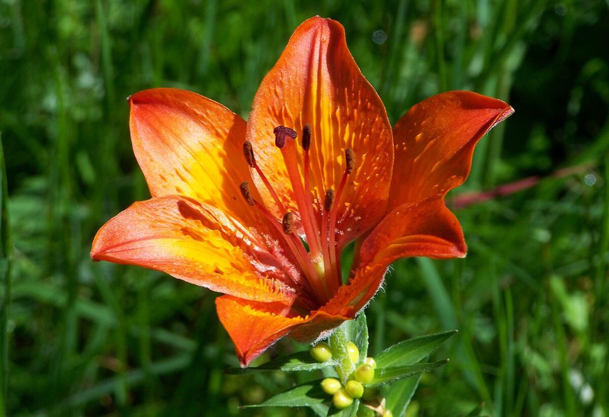 Lilie cibulkonosná - Lilium bulbiferum
