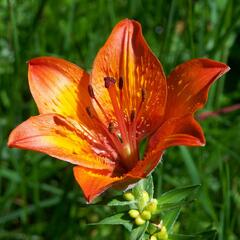 Lilie cibulkonosná - Lilium bulbiferum