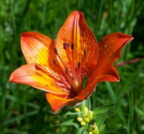 Lilie cibulkonosná - Lilium bulbiferum