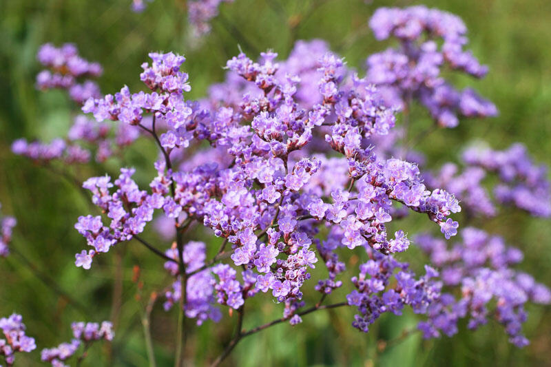 Limonka Gmelinova - Limonium gmelinii