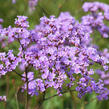 Limonka Gmelinova - Limonium gmelinii