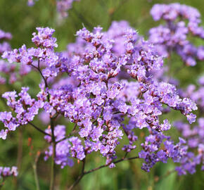 Limonka Gmelinova - Limonium gmelinii