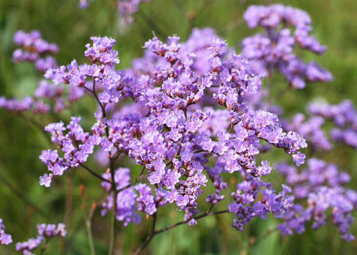 Limonka gmelinova - Limonium gmelinii