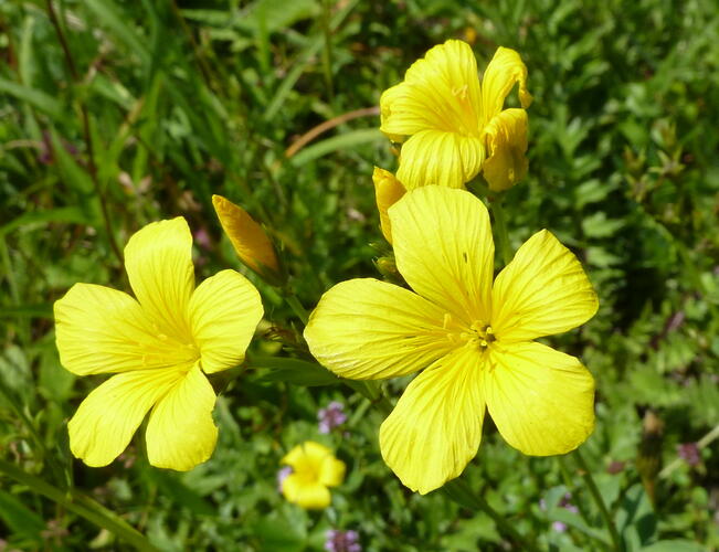 Len žlutý - Linum flavum