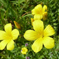 Len žlutý - Linum flavum