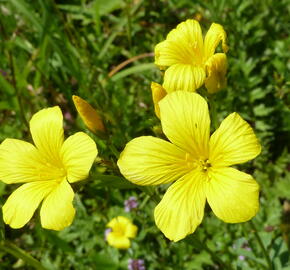 Len žlutý - Linum flavum