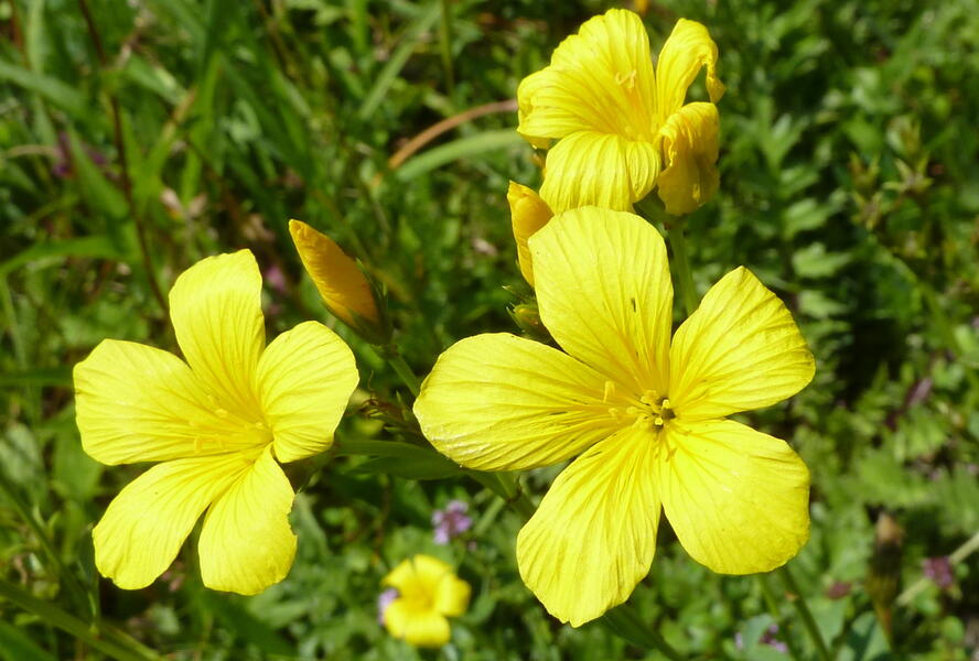Len žlutý - Linum flavum