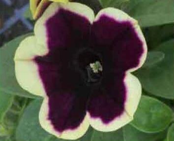 Petúnie 'Famous Dark Purple Picotee' - Petunia hybrida 'Famous Dark Purple Picotee'