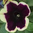 Petúnie 'Famous Dark Purple Picotee' - Petunia hybrida 'Famous Dark Purple Picotee'