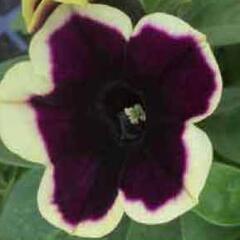 Petúnie 'Famous Dark Purple Picotee' - Petunia hybrida 'Famous Dark Purple Picotee'