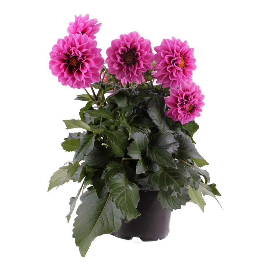 Jiřina 'Labella Medio Fun Pink with Eye' - Dahlia 'Labella Medio Fun Pink with Eye'