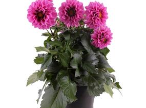 Jiřina 'Labella Medio Fun Pink with Eye' - Dahlia 'Labella Medio Fun Pink with Eye'