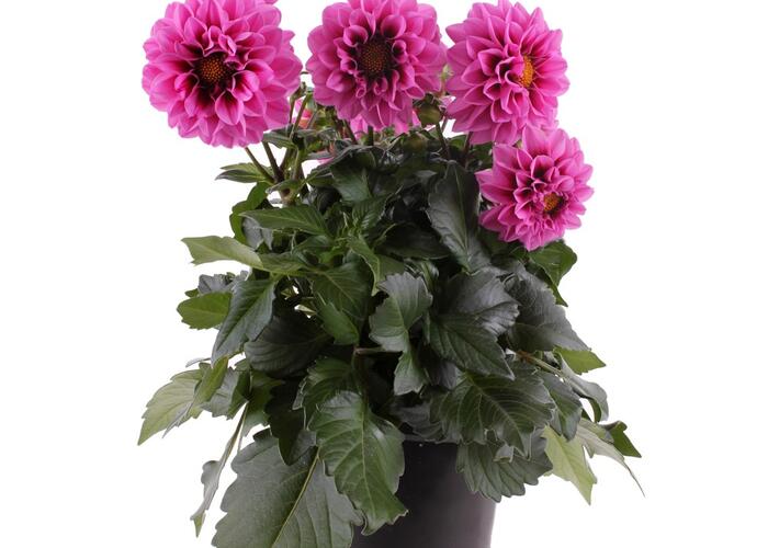 Jiřina 'Labella Medio Fun Pink Eye' - Dahlia 'Labella Medio Fun Pink Eye'