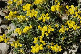 Čičorka pochvatá - Coronilla vaginalis