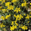 Čičorka pochvatá - Coronilla vaginalis