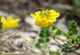 Čičorka pochvatá - Coronilla vaginalis