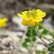 Čičorka pochvatá - Coronilla vaginalis