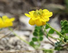 Čičorka pochvatá - Coronilla vaginalis