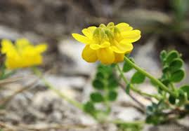 Čičorka pochvatá - Coronilla vaginalis