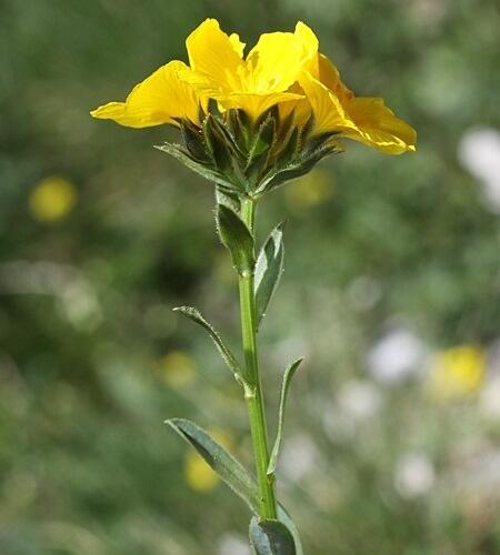 Len capitatum - Linum capitatum