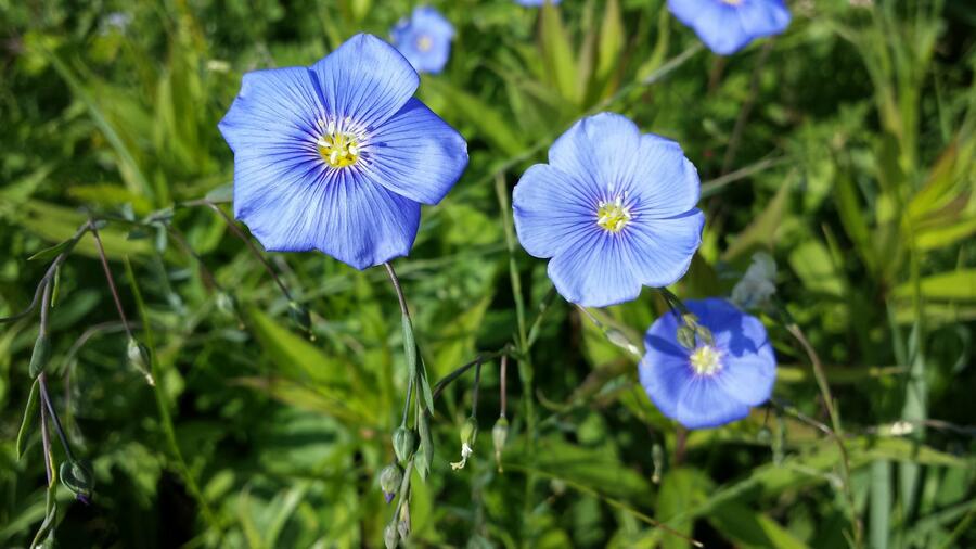 Len rakouský - Linum austriacum