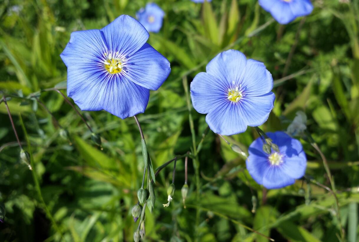 Len rakouský - Linum austriacum