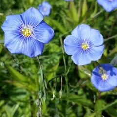 Len rakouský - Linum austriacum