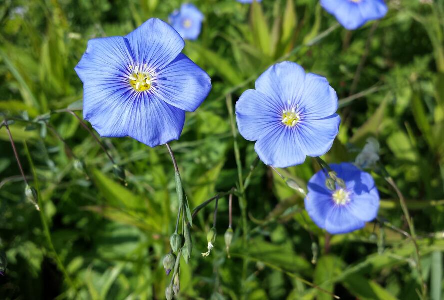 Len rakouský - Linum austriacum