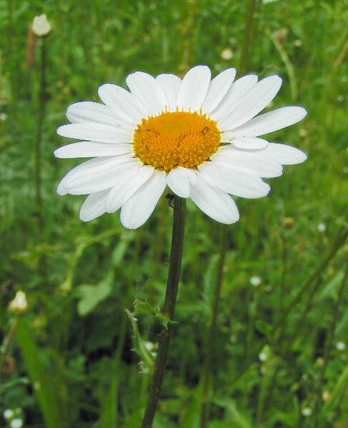 Kopretina irkutská - Leucanthemum ircutianum