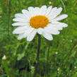 Kopretina irkutská - Leucanthemum ircutianum