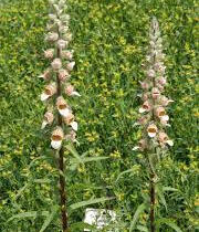 Náprstník vlnatý - Digitalis lanata