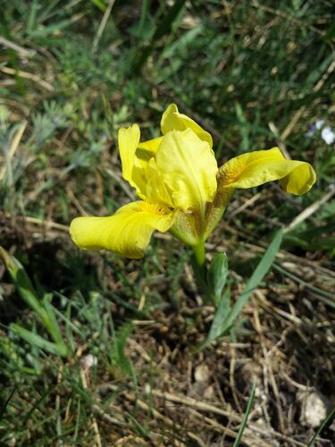 Kosatec písečný - Iris arenaria