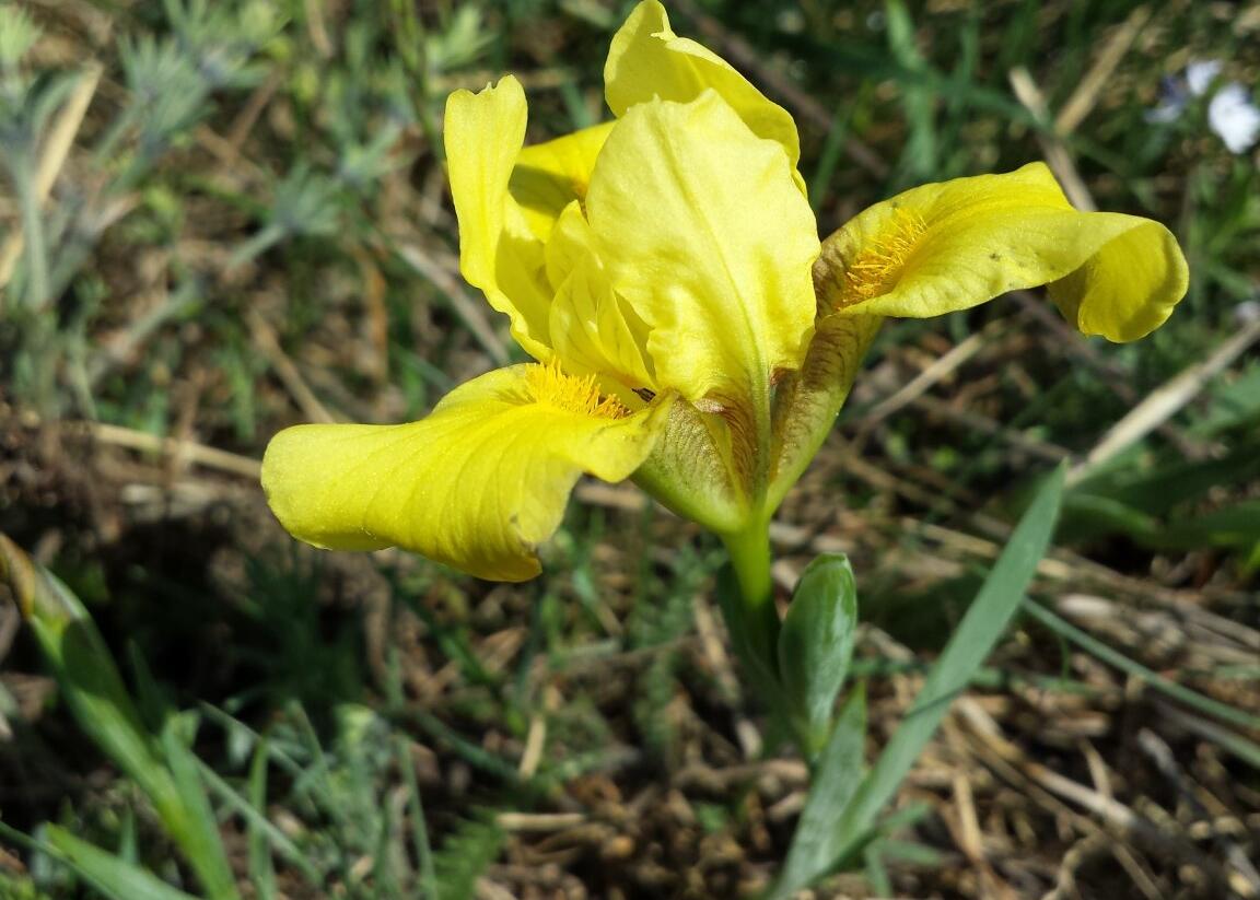 Kosatec písečný - Iris arenaria