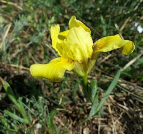 Kosatec písečný - Iris arenaria