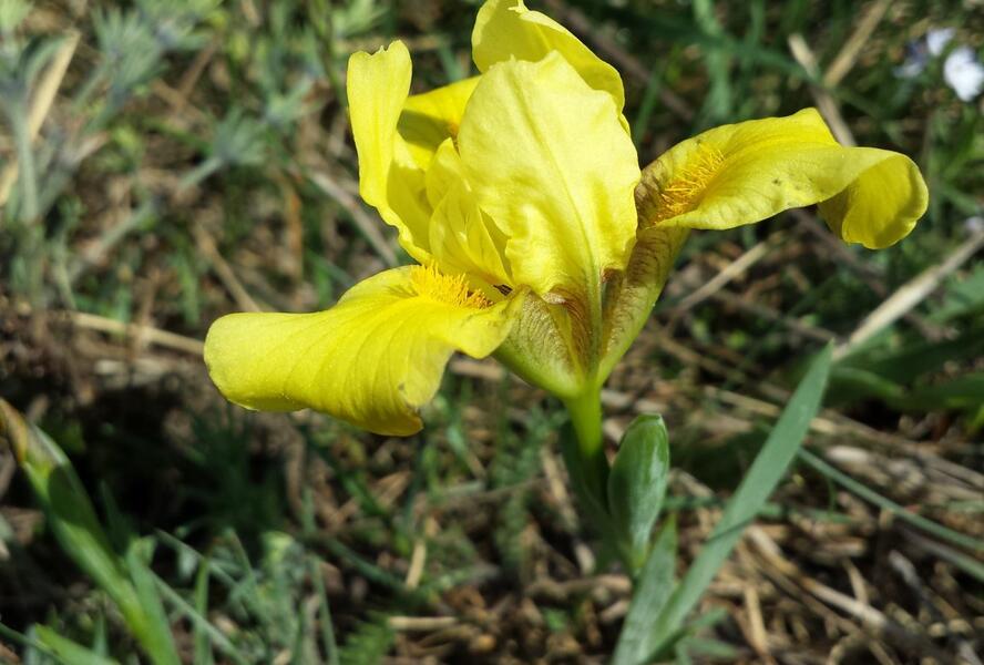 Kosatec písečný - Iris arenaria