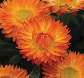 Slaměnka listenatá 'Mohave Orange' - Helichrysum bracteatum 'Mohave Orange'