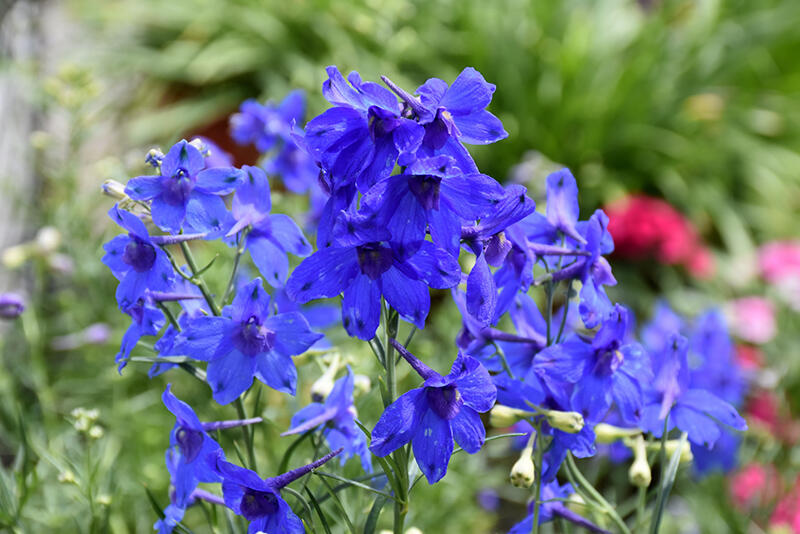 Ostrožka velkokvětá 'Summer Nights' - Delphinium grandiflorum 'Summer Nights'