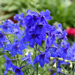 Ostrožka velkokvětá 'Summer Nights' - Delphinium grandiflorum 'Summer Nights'