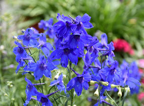 Ostrožka velkokvětá 'Summer Nights' - Delphinium grandiflorum 'Summer Nights'