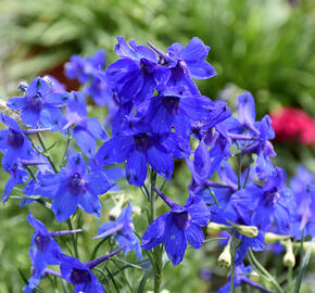 Ostrožka velkokvětá 'Summer Nights' - Delphinium grandiflorum 'Summer Nights'