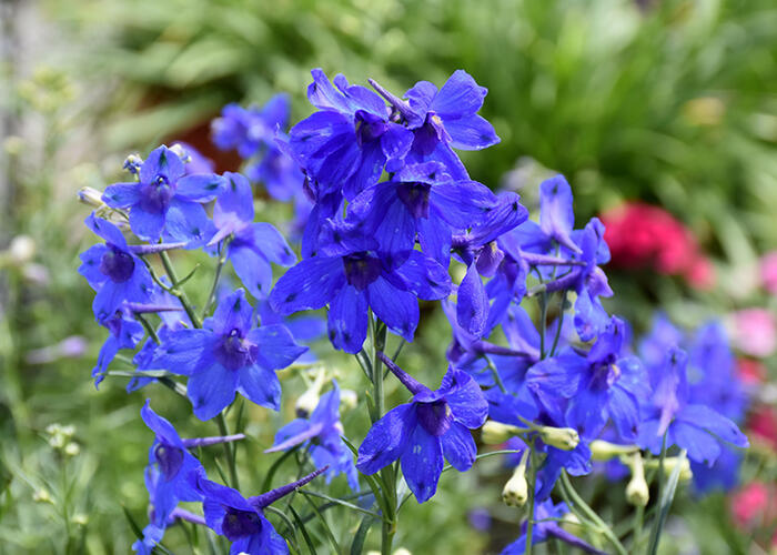 Ostrožka velkokvětá 'Summer Nights' - Delphinium grandiflorum 'Summer Nights'