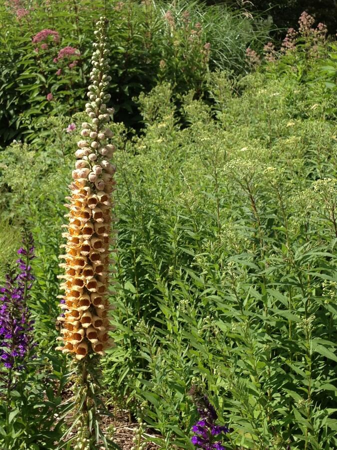 Náprstník 'Gelber Herold' - Digitalis ferruginea 'Gigantea Gelber Herold'