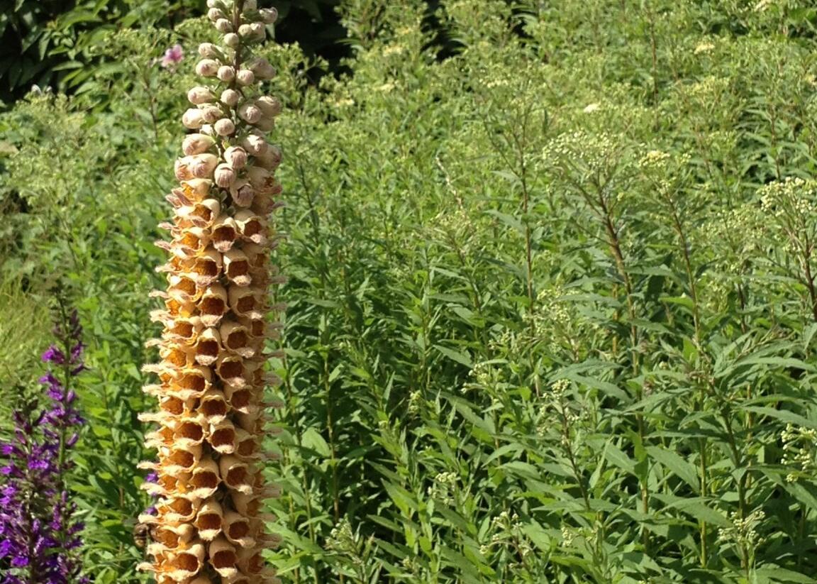 Náprstník rezavý 'Gelber Herold' - Digitalis ferruginea 'Gigantea Gelber Herold'