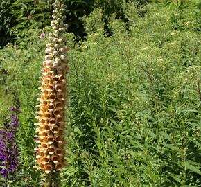Náprstník rezavý 'Gelber Herold' - Digitalis ferruginea 'Gigantea Gelber Herold'