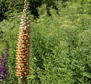 Náprstník 'Gelber Herold' - Digitalis ferruginea 'Gigantea Gelber Herold'