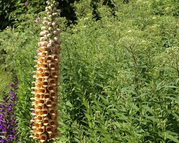 Náprstník rezavý 'Gelber Herold'