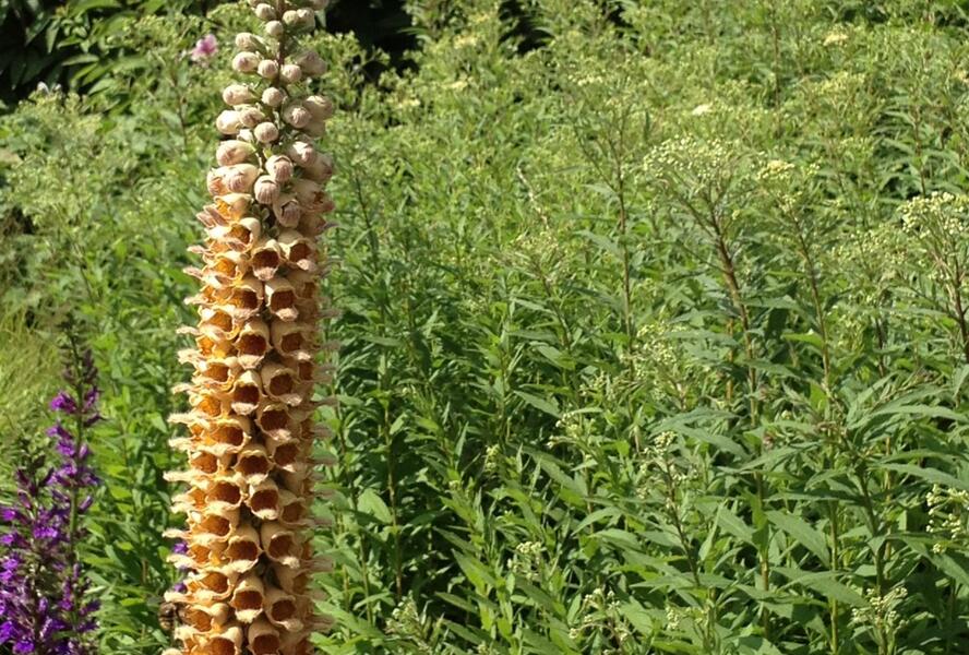 Náprstník rezavý 'Gelber Herold' - Digitalis ferruginea 'Gigantea Gelber Herold'