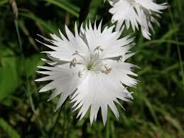 Hvozdík Lumnitzerův - Dianthus lumnitzeri