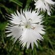 Hvozdík Lumnitzerův - Dianthus lumnitzeri