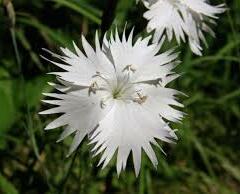 Hvozdík Lumnitzerův - Dianthus lumnitzeri